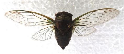 Neotibicen Tibicen Bugguidenet