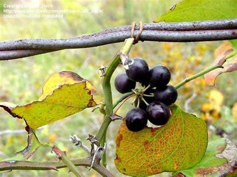 Stems near the plant's base are prickly, but upper stems are thornless. PlantFiles Pictures: Smilax Species, Bullbrier, Catbrier ...