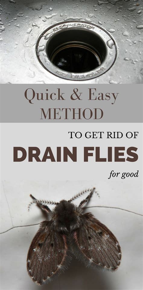 80 Best Of Get Rid Of Drain Flies Uk Insectpedia