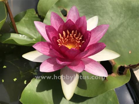 บัวฝรั่ง Attraction Hardy Waterlily Hobby Lotus