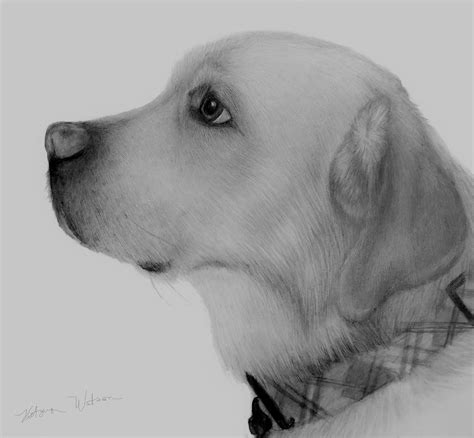 Yellow Lab Explored Pencil Portrait Busy Creating New A Flickr