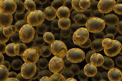 We did not find results for: Are yeast cell wall products the same from different ...