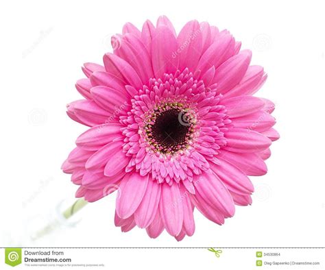 Flor Do Gerbera Isolada No Fundo Branco Imagens de Stock - Imagem: 34530864