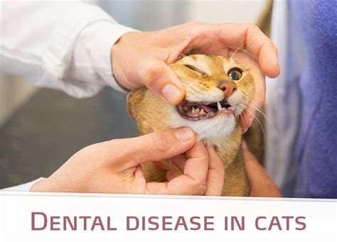Teeth extraction, antibiotics, steroids, and mouth rinses. Dental disease in cats | The Pet Professionals