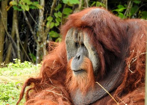 Sumatran Orangutan Pongo Abelii With Images Sumatran Orangutan