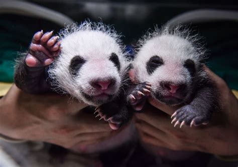 Em Vitória Para A Conservação Da Espécie Pandas Gêmeos Nascem Na