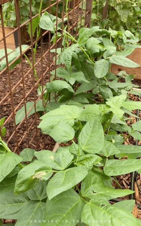 How To Grow Black Eyed Peas Growing In The Garden