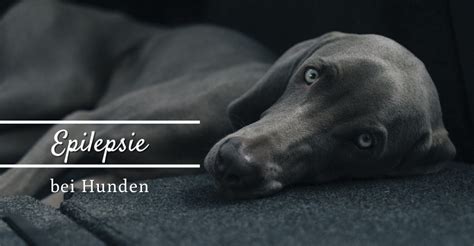 Hund Hat Epilepsie Archive Blog Mit Wuff Der Hundeblog