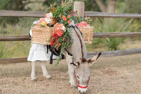 texas beer burro and longhorns rentals weddings events