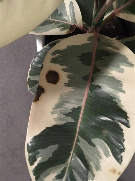 What does black spots on the wall indicate? houseplants - Black Spots on Rubber Tree - Gardening ...