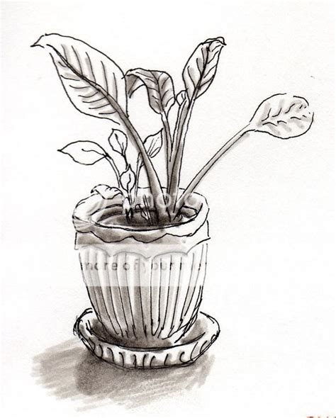 A Sketch A Day Plant