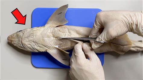 strange organ inside a shark shark dissection youtube