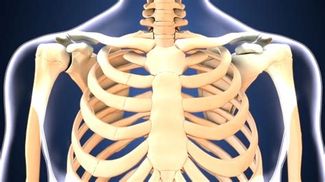 3d Illustration Of Human Body Ribs Anatomy Stock Photo Download Image