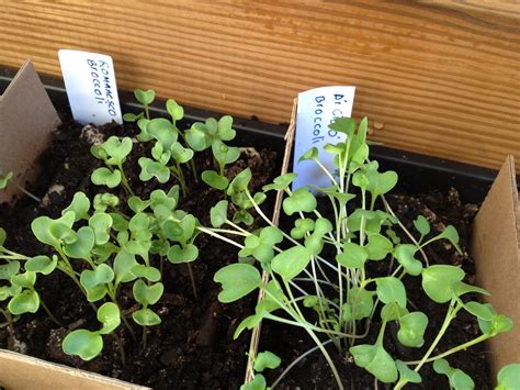 How to grow clematis in your garden. Green Roof Growers: Seed Starting: Elli Loves Broccoli for ...
