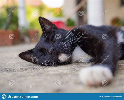 Closeup Shot Of A Black Cat Sleeping On The Ground Stock Image Image