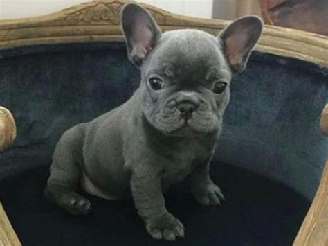 25 Hq Pictures Full Grown French Bulldog With Floppy Ears Fawn French