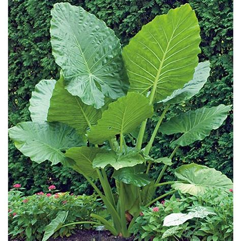 Elephant Ears Giant Upright Alocasia Odora Live Bulb Plant