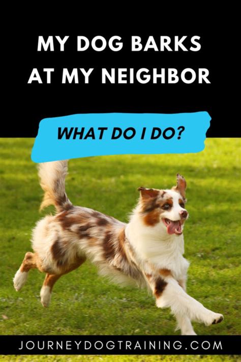 How Do I Stop My Dog From Barking At My Neighbor Journey Dog Training