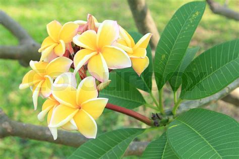 Yellow Plumeria Flowers Stock Image Colourbox