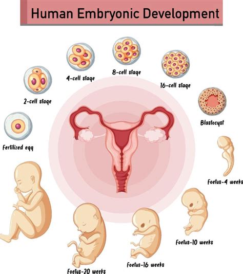 Desarrollo Embrionario Humano En Infograf A Humana Vector En