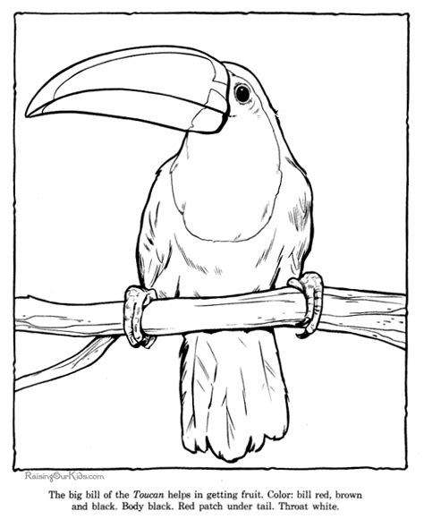 Some toco toucan coloring may be available for free. Toucan coloring picture sheets - Zoo animals 032 | Animal ...