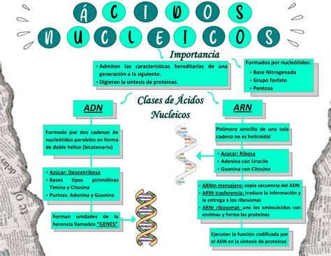 Mapa Mental ácidos Nucleicos Ensino