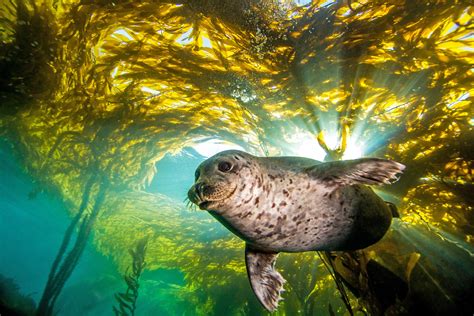 Wie Gut Kennen Sie Die 9 Meeresökosysteme Aus Denen Die Welt Besteht