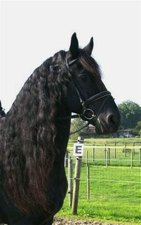 Check spelling or type a new query. FriesianHorses.eu - Black Friesian Horses for Sale - About ...