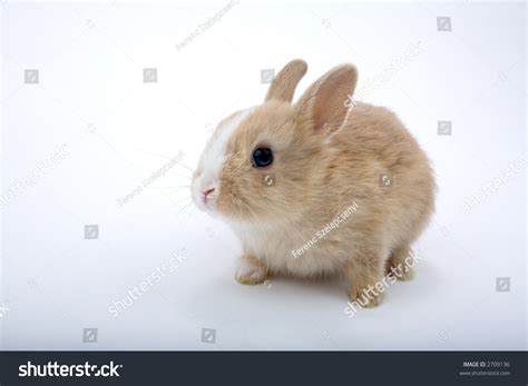 Cute Brown White Baby Rabbit Stock Photo 2709136