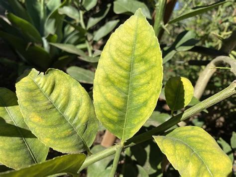 5 Reasons Lemon Trees Get Yellow Leaves And How To Fix It Couch To