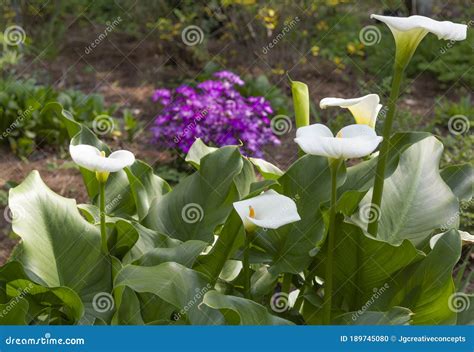 White Canna Lilies In Colorful Landscape Stock Photo Image Of Closeup