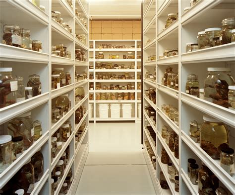 Storage Solutions for Museum Collections | Systems & Space - Systems ...