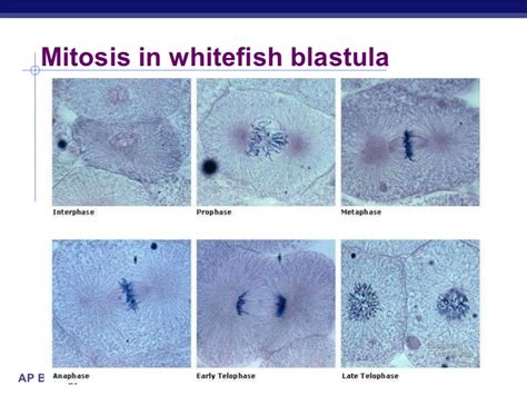 Used a slide of onion (allium) root tip to identify interphase, prophase, metaphase, anaphase, and telophase. Ch 12 cell cycle
