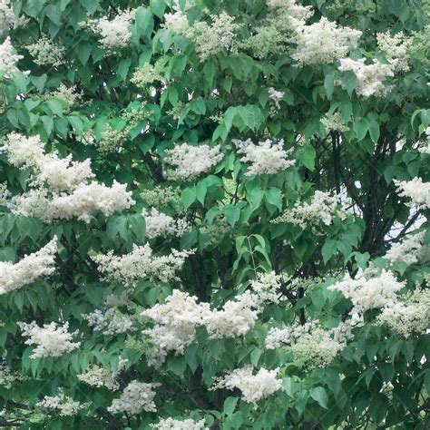 Ivory Silk® Japanese Lilac Tree Sheridan Nurseries Online