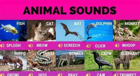 Animal Sounds 40 Fun Animal Sounds In English Visual Dictionary