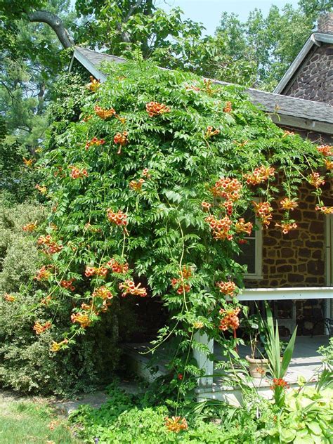 Trumpet vine is out of control - pennlive.com