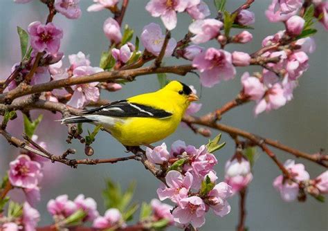 Twitter Pet Birds Cherry Blossom Tree Blossom Trees