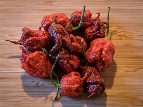 Developed by south carolina breeder ed currie, the pepper is red and gnarled, with a bumpy texture and small pointed tail. Hot Chili Pepper Chocolate Carolina Reaper | Pepper Hot ...