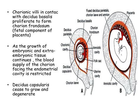 Ppt Placenta And Its Functions Powerpoint Presentation Free Download