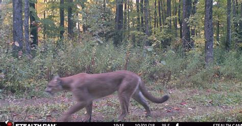 Game Camera Captures Cougar Strolling Through Grand View Outdoors
