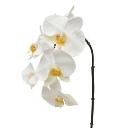 Künstliche Phalaenopsis zweig 55 cm Weiß Maxifleur Kunstpflanzen