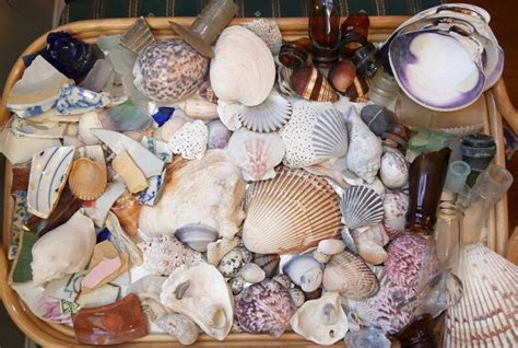 Massive Beach Treasures Collection Sea Shells Seashell Etsy