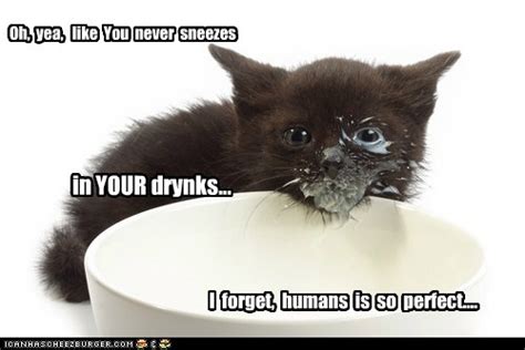 Lolcats Milk Page 3 Lol At Funny Cat Memes Funny Cat Pictures