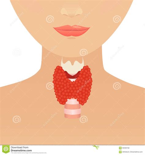 Thyroid Gland On Woman Silhouette Stock Vector Illustration Of