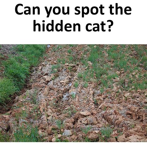 Can You Spot The Hidden Cat Emviatame