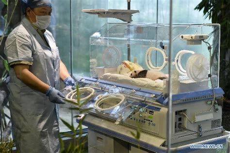 Giant Panda Cub Receives Medical Care In Guangzhou Global Times