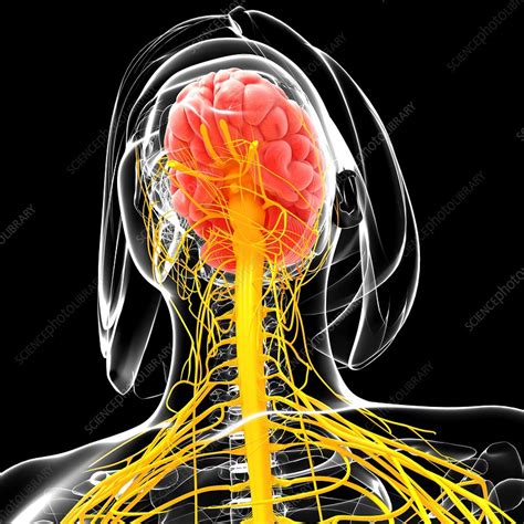 Female Nervous System Artwork Stock Image F0071128 Science