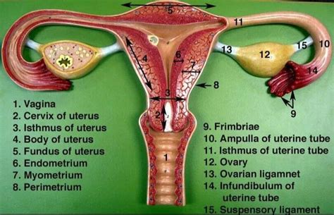Pin By Jennifer Mortimer On A P Reproductive System Female