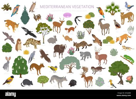 Mediterranean Vegetation Biome Natural Region Infographic Terrestrial