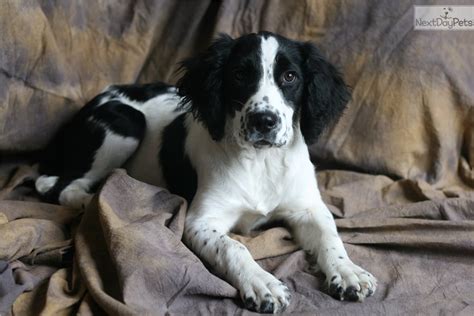 Visit hunting dog breeders to find english springer spaniels for sale in iowa from breeders and kennels. Ms. Iowa: English Springer Spaniel puppy for sale near ...